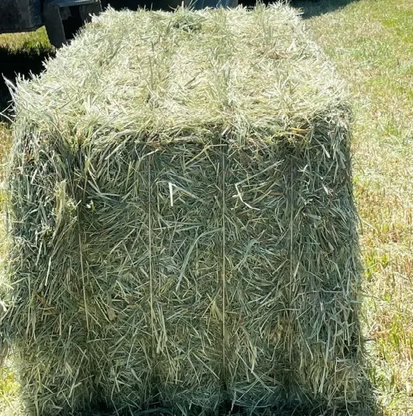 image_2026-01-24_083857741